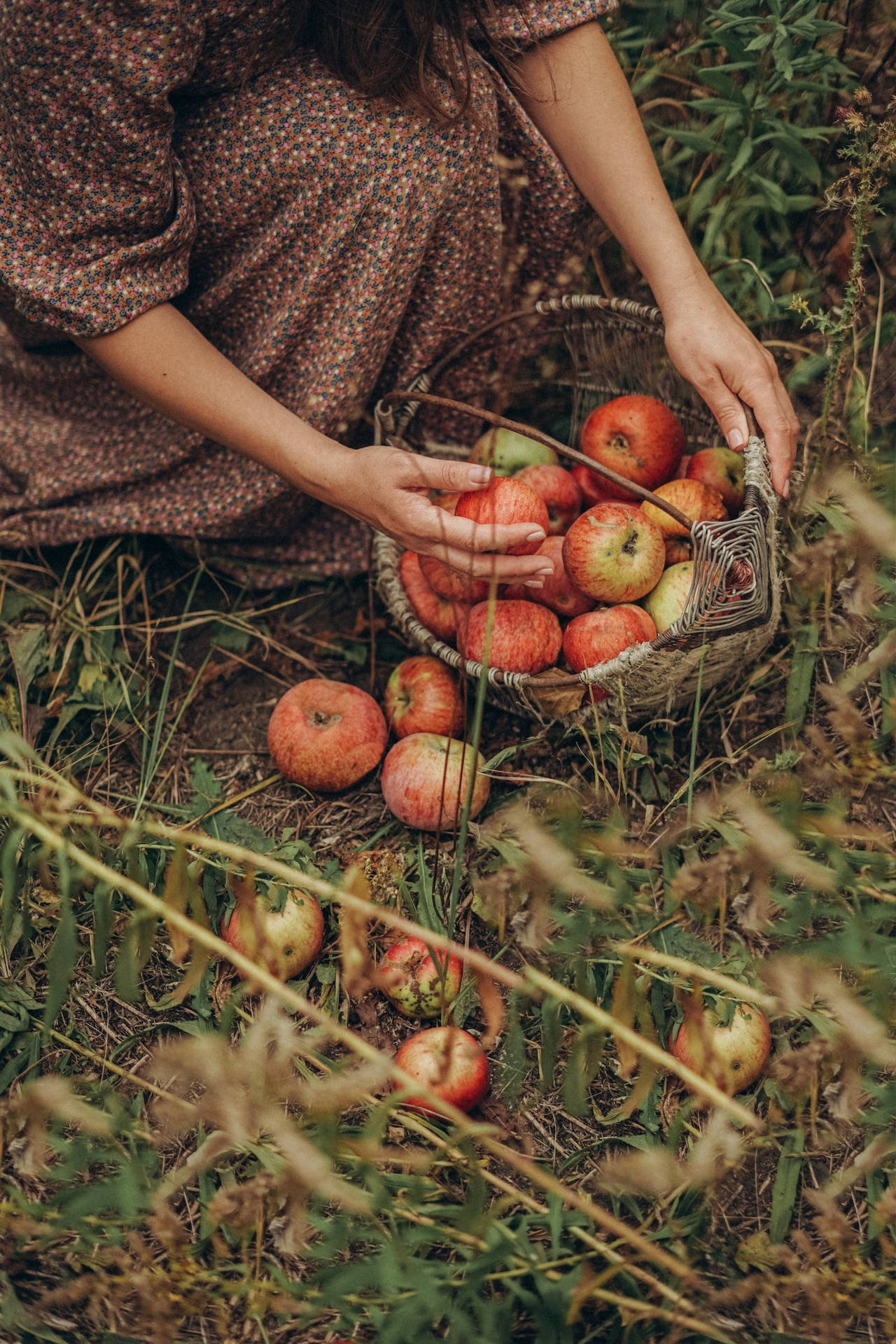 Rustic Fall Apples In Basket Wallpaper