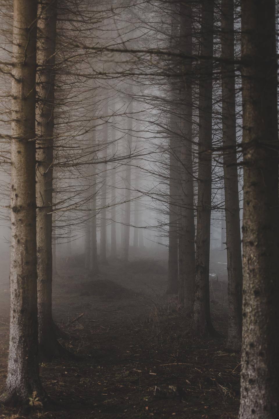 Enigmatic Foggy Forest Landscape Wallpaper
