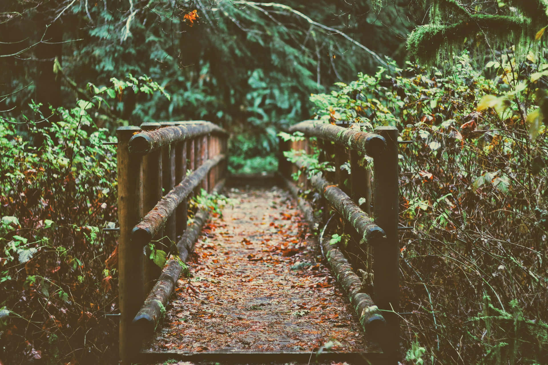 Rustic Forest Bridge Fall Aesthetic Wallpaper