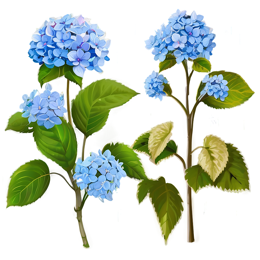 Rustic Hydrangea Png 05242024 PNG