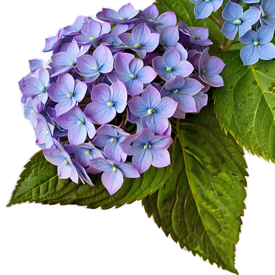 Rustic Hydrangea Png 05242024 PNG