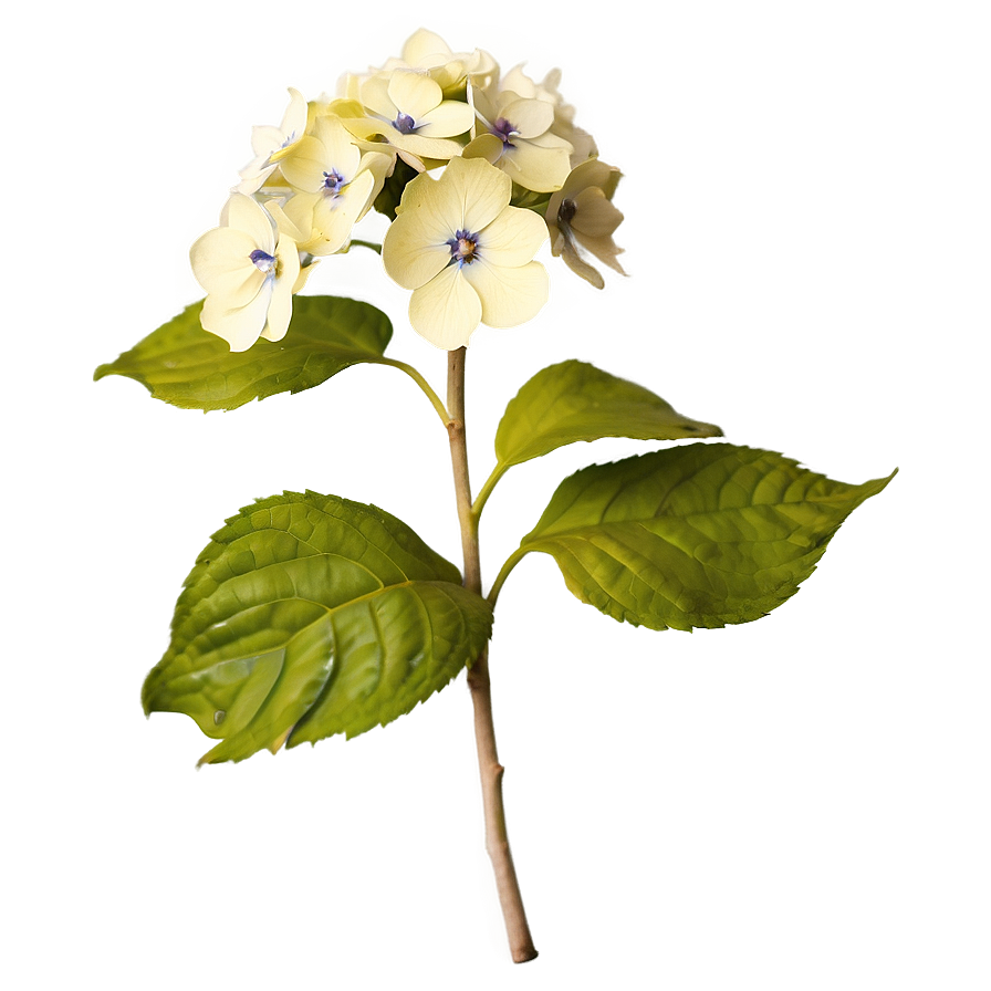Rustic Hydrangea Png 9 PNG