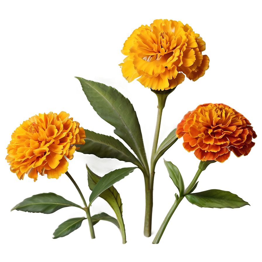 Rustic Marigolds Cluster Png 5 PNG