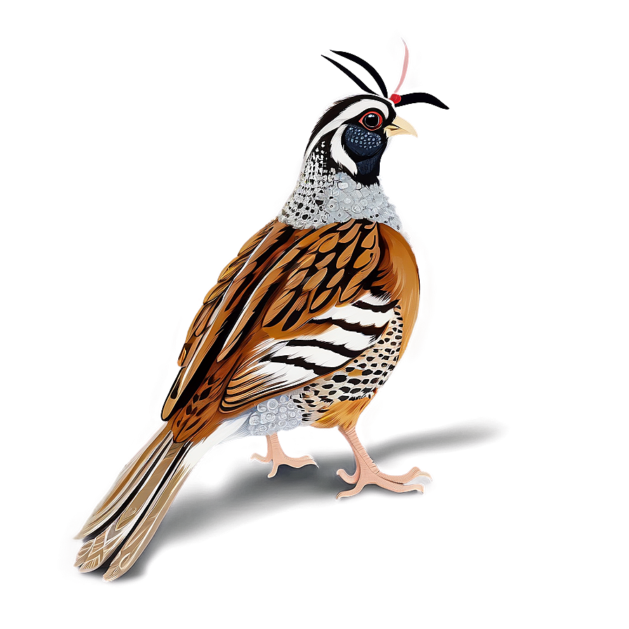 Rustic Quail Design Png 06252024 PNG