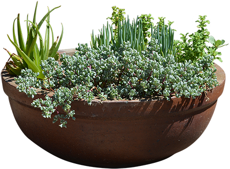 Rustic Terracotta Planterwith Various Plants PNG