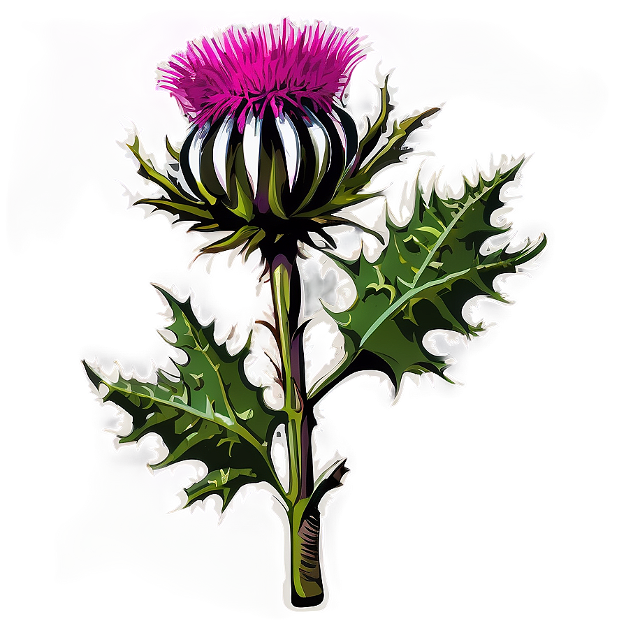 Rustic Thistle Flower Vector Png Nnj8 PNG