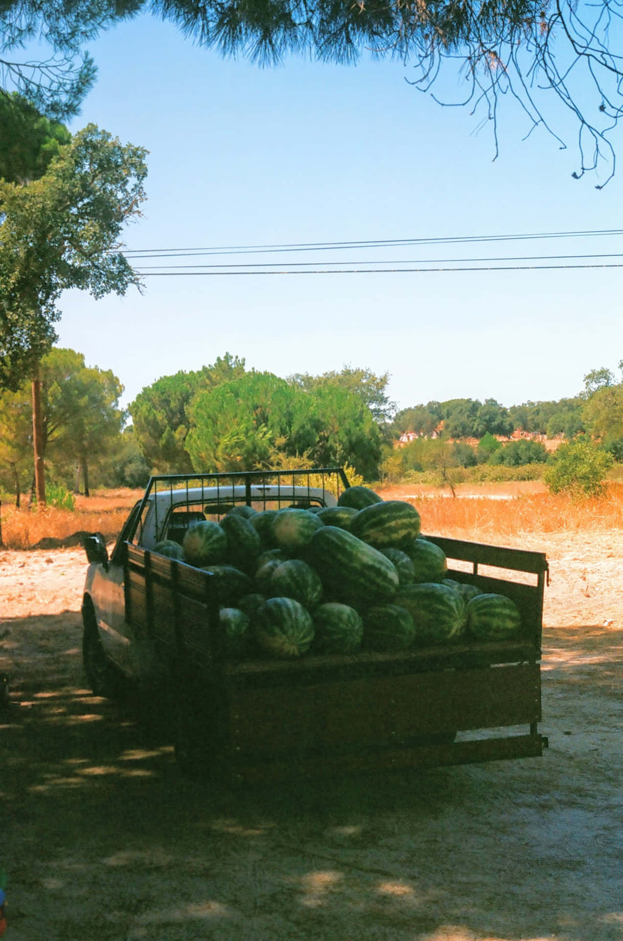 Rustic Watermelon Harvest Wallpaper