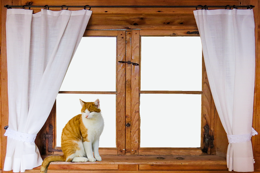 Rustic Window Cat Sitting PNG