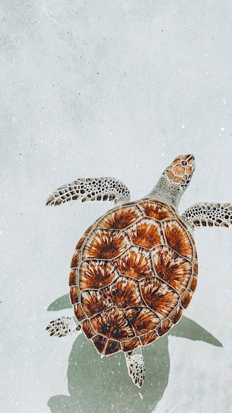Rusty Brown Cute Turtle Wallpaper