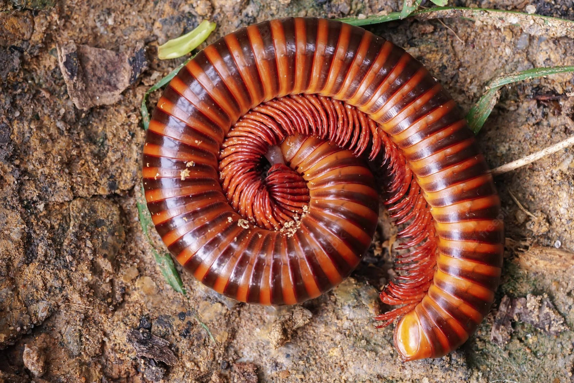 Rusty Millipede Curled Up On The Ground Background