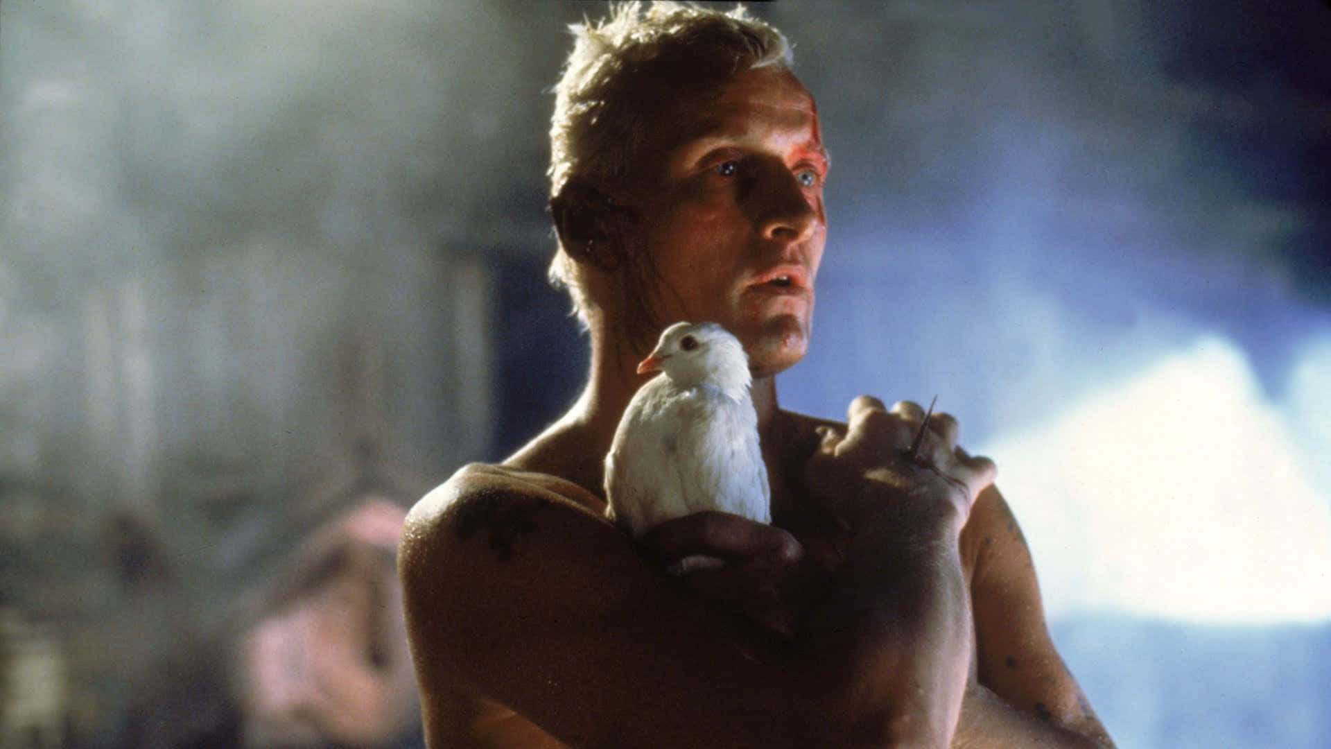 Rutgerhauer Em Blade Runner Pomba. Papel de Parede