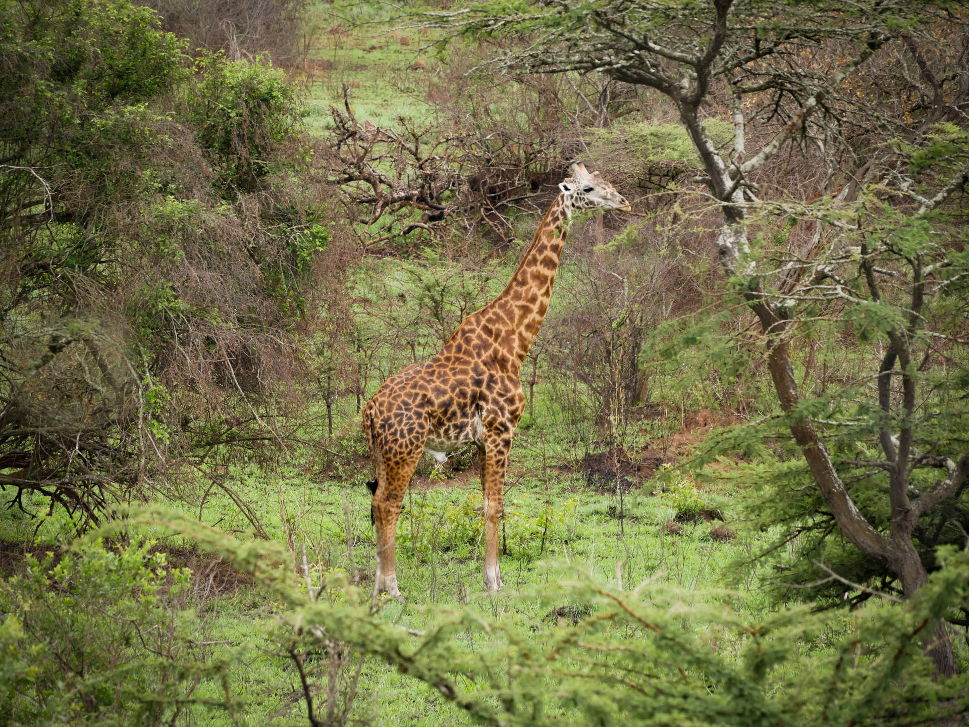 Ruanda Giraffa Nella Foresta Sfondo