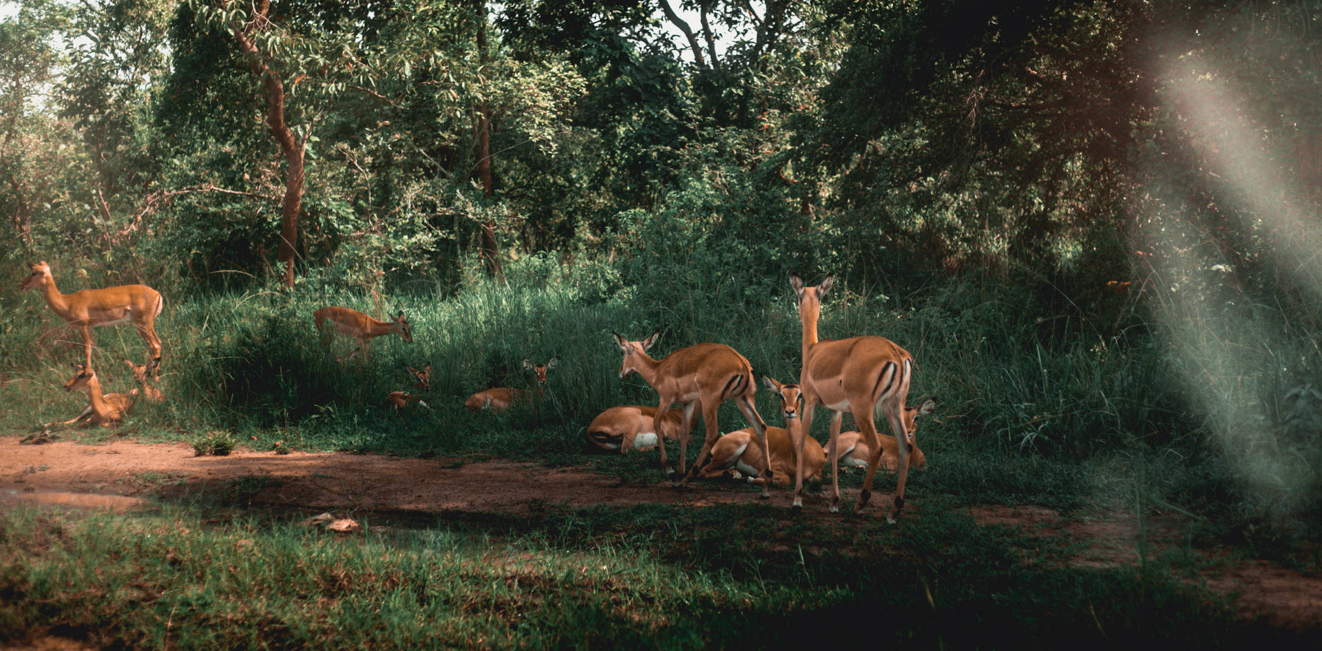 Fauna Ruanda Nella Foresta Sfondo