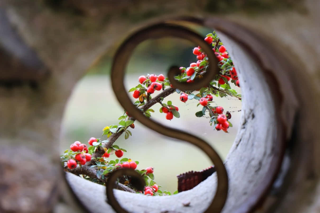 A Red Berry Plant Is Seen Through A Hole In A Wall Wallpaper