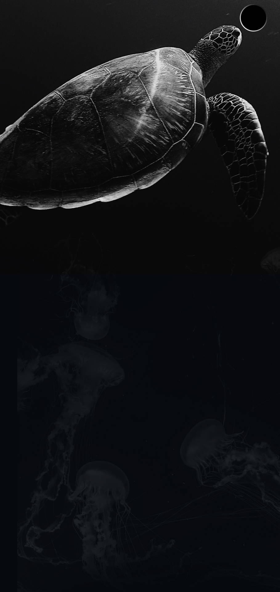S10+mörk Sköldpadda. Wallpaper