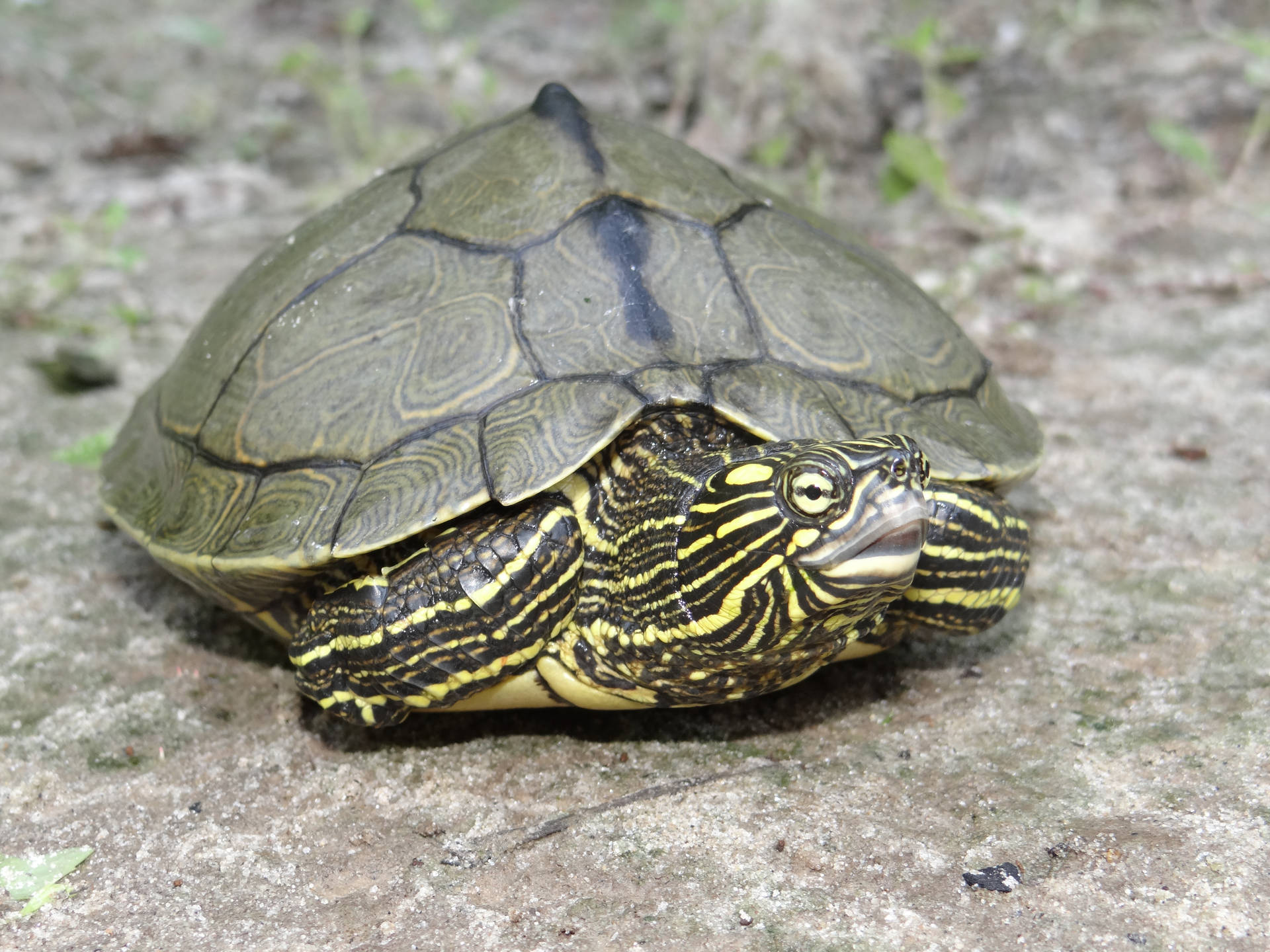 Sabineflusskarte Schildkröte In Louisiana Wallpaper