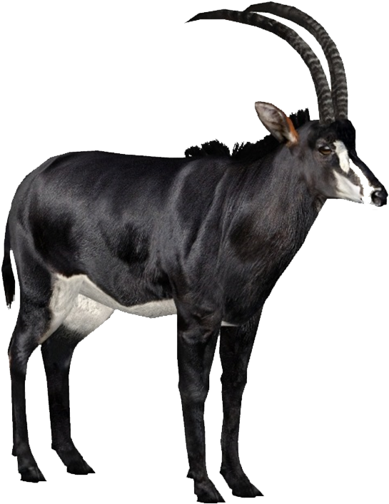 Sable Antelope With Curved Horns PNG