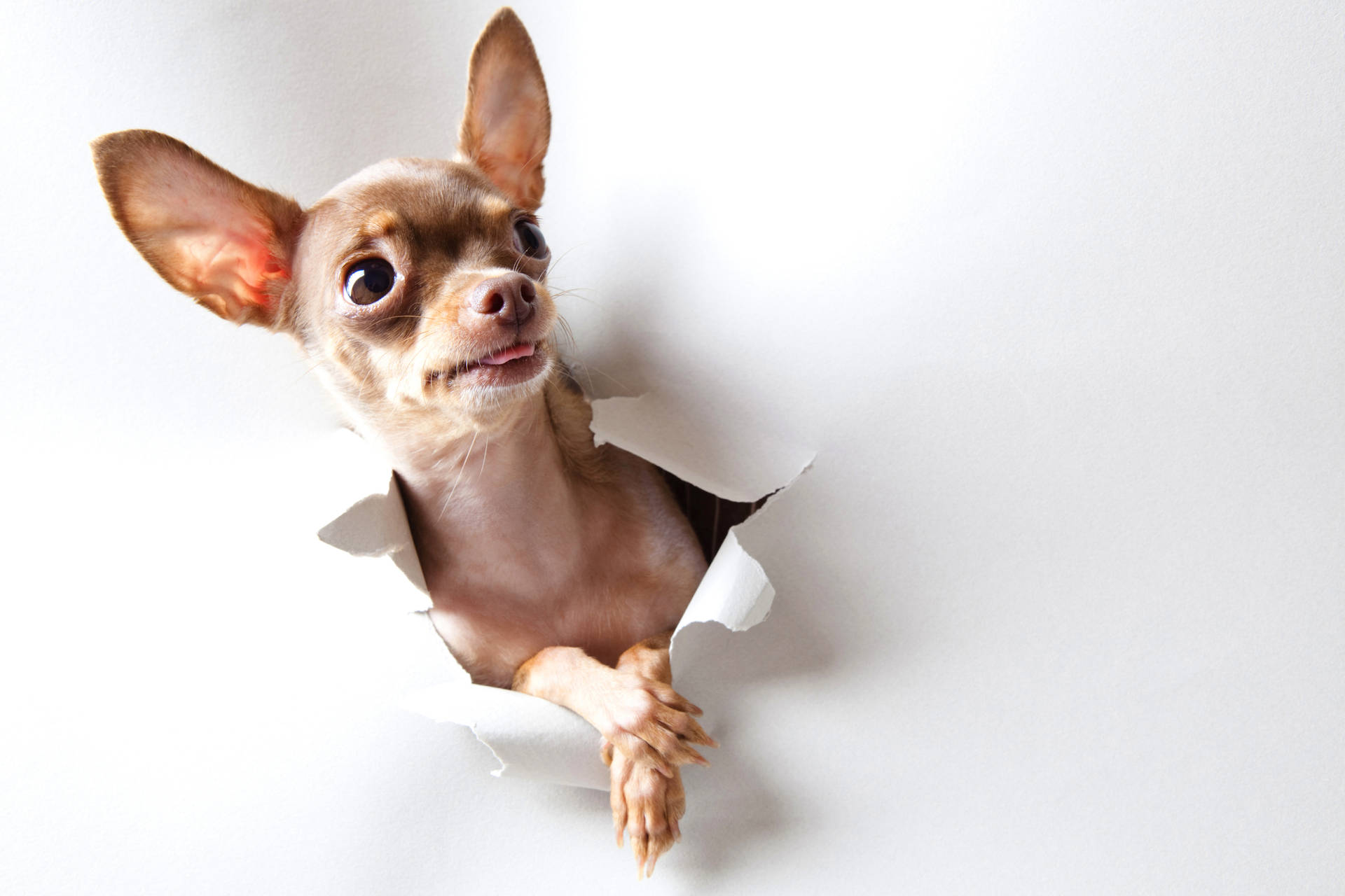 Sable Chihuahua At Wall
