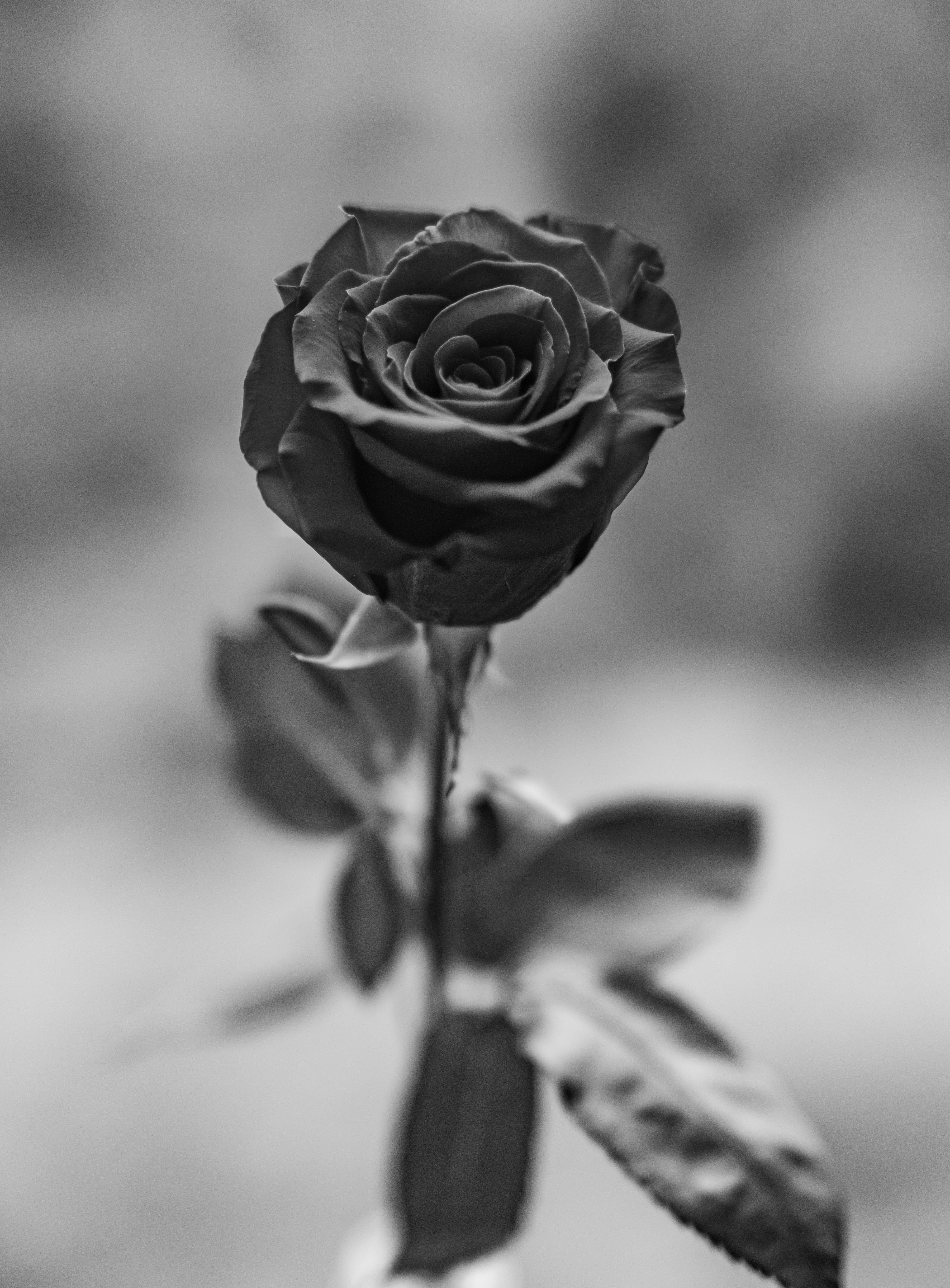 Sable Flower Black Rose iPhone Wallpaper