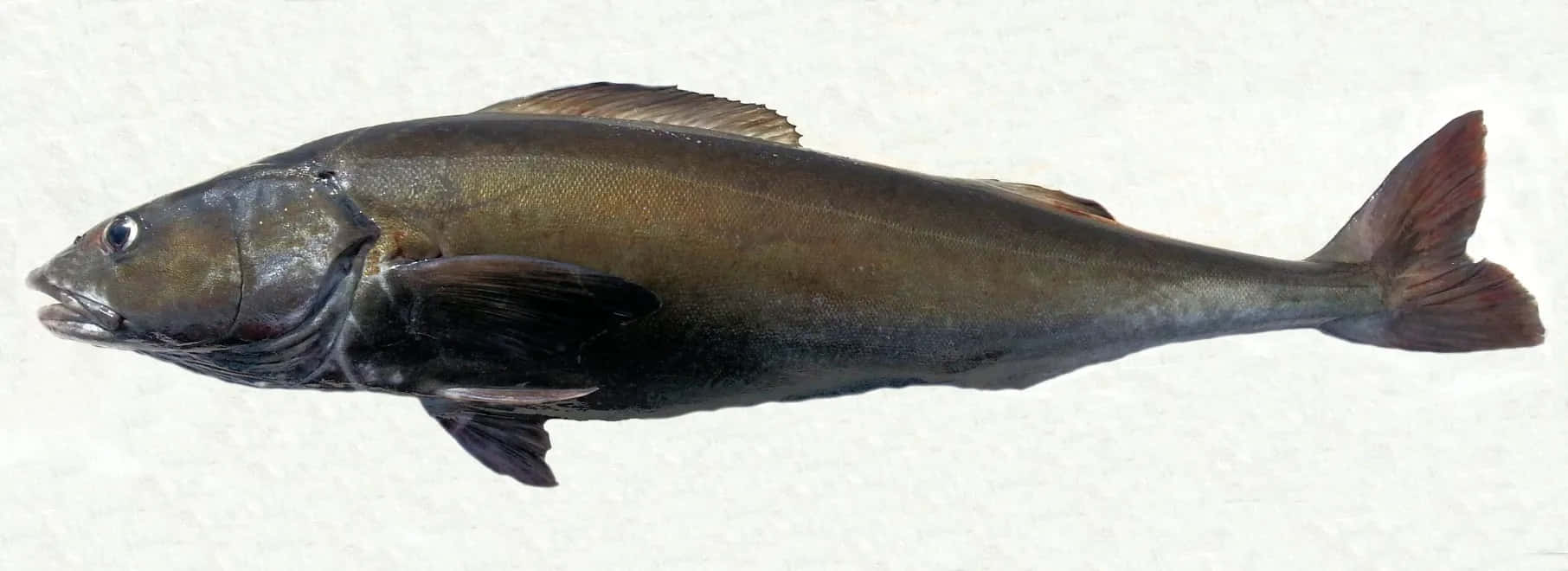 Sablefish Profile View Wallpaper