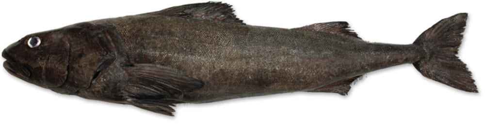 Sablefish Whole Specimen.jpg Wallpaper