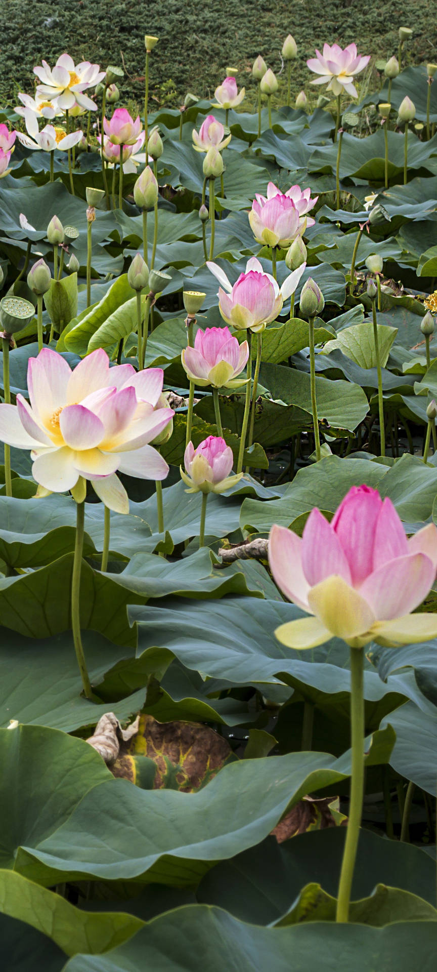 Sacred Lotus Flower Field Wallpaper