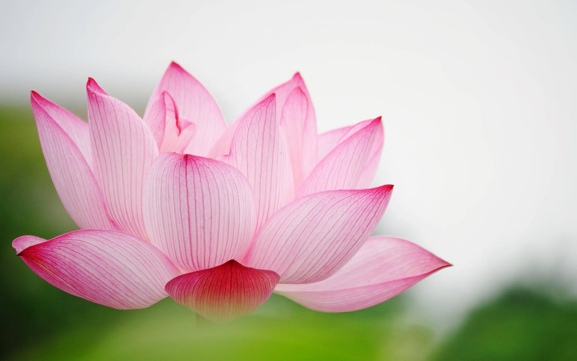 Sacred Lotus In Baby Pink Wallpaper