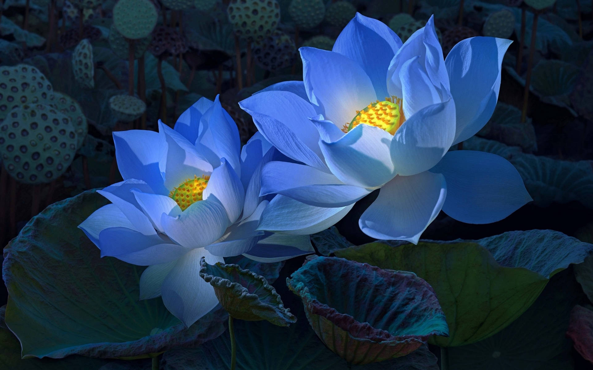Sacred Lotus In Blue Wallpaper