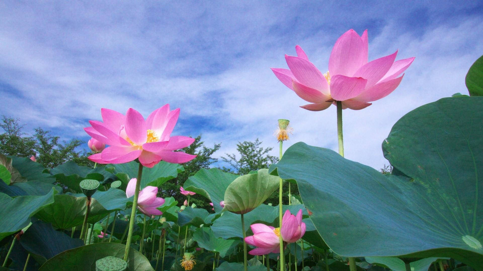 Sacred Lotus Reaching For The Sky Wallpaper