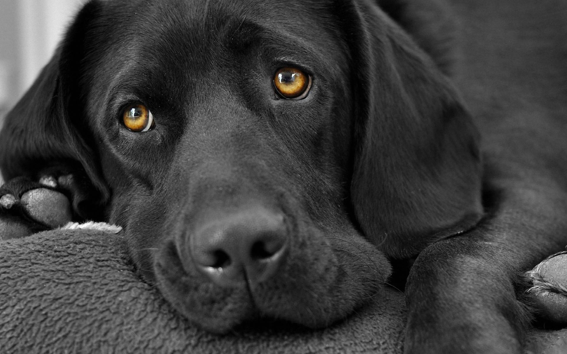 Sad Aesthetic Black Labrador Dog