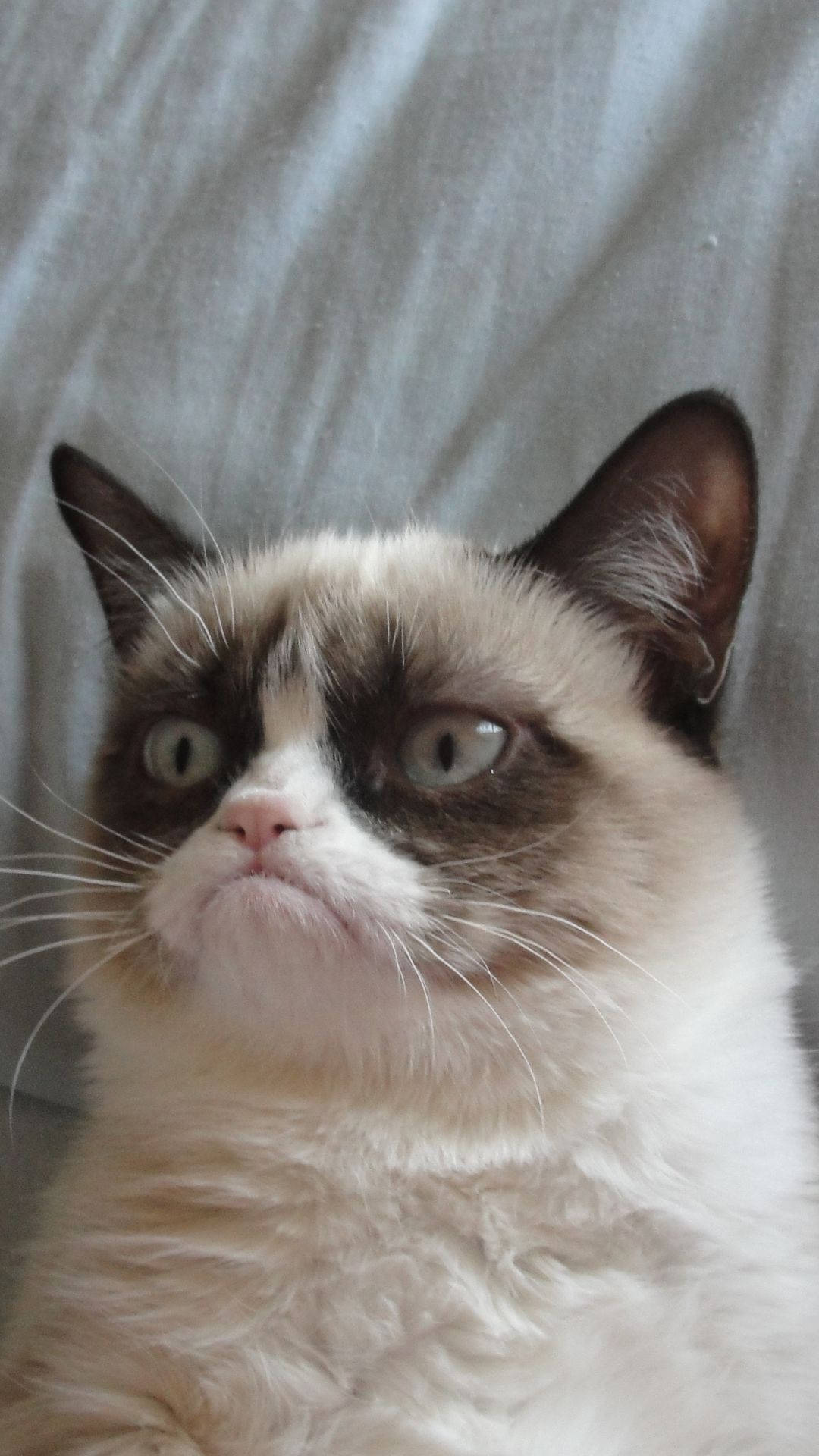 Sad Aesthetic Grumpy Cat Iphone Background