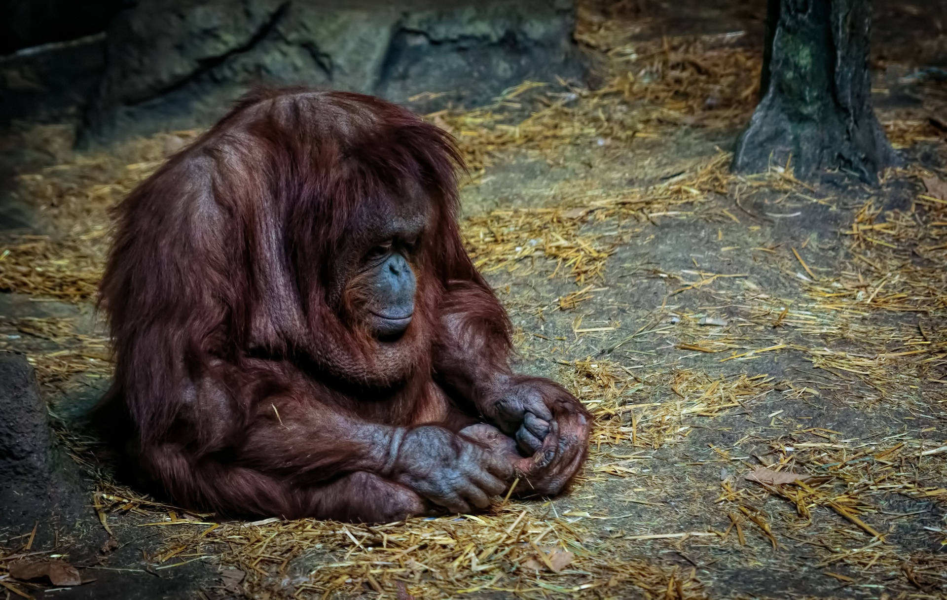 Sad Aesthetic Monkey At Zoo