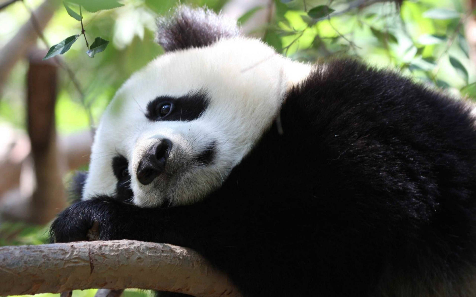 Sad Aesthetic Panda At Tree Branch Wallpaper