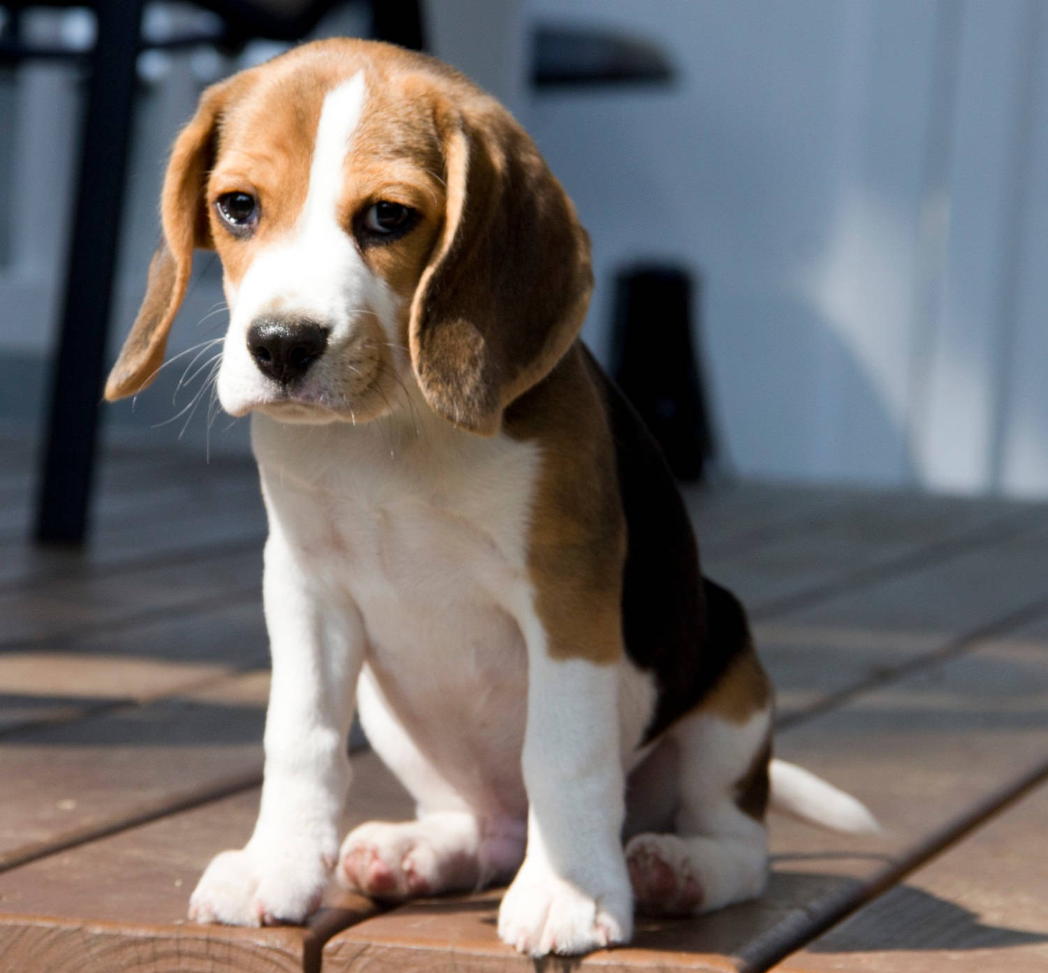 Sad Beagle Dog Puppy Wallpaper