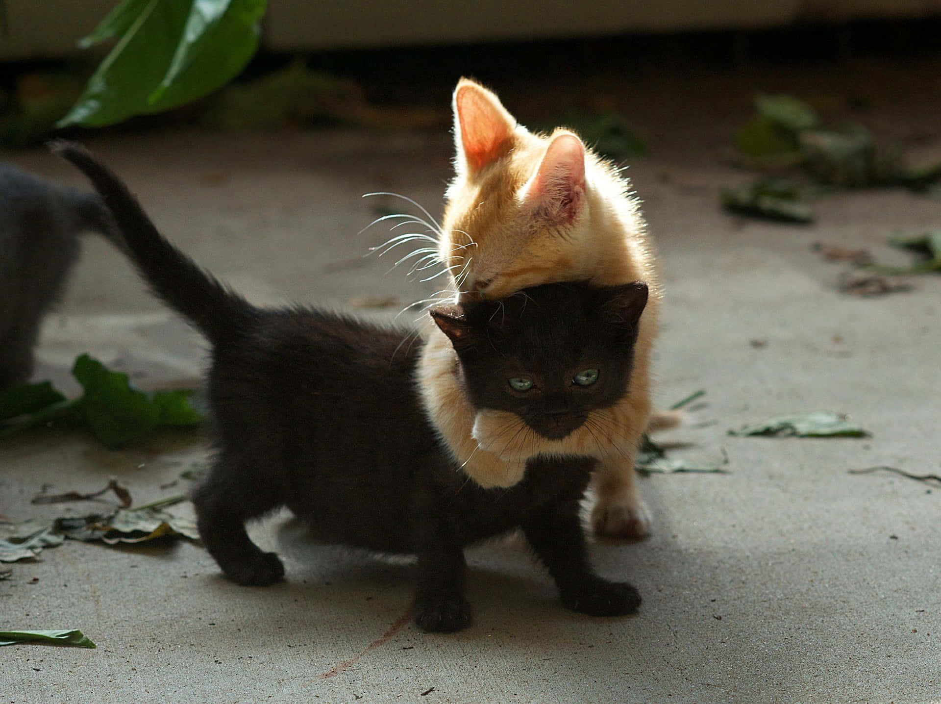 Tristeimmagine Di Un Gatto Nero Che Abbraccia