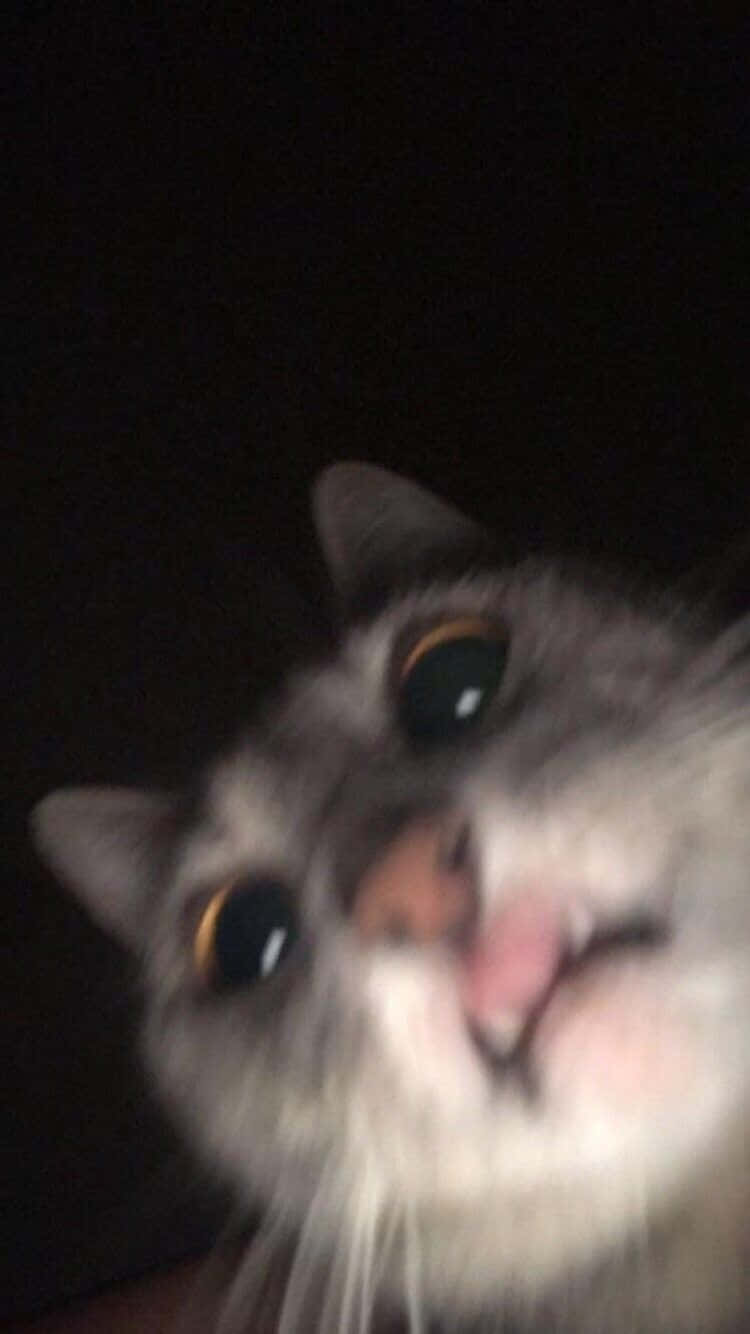 Sad Cat Night Blurry Picture