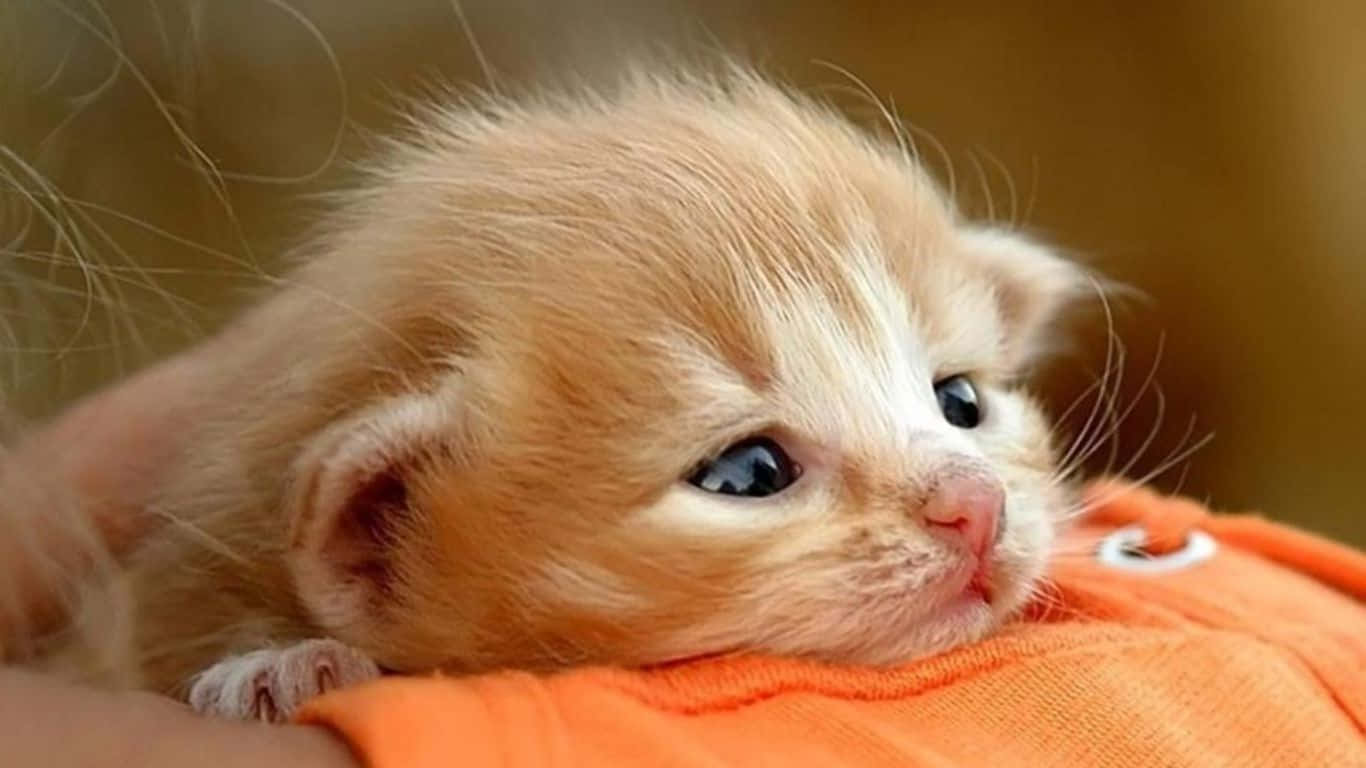 Sad Cute Little Cat Picture