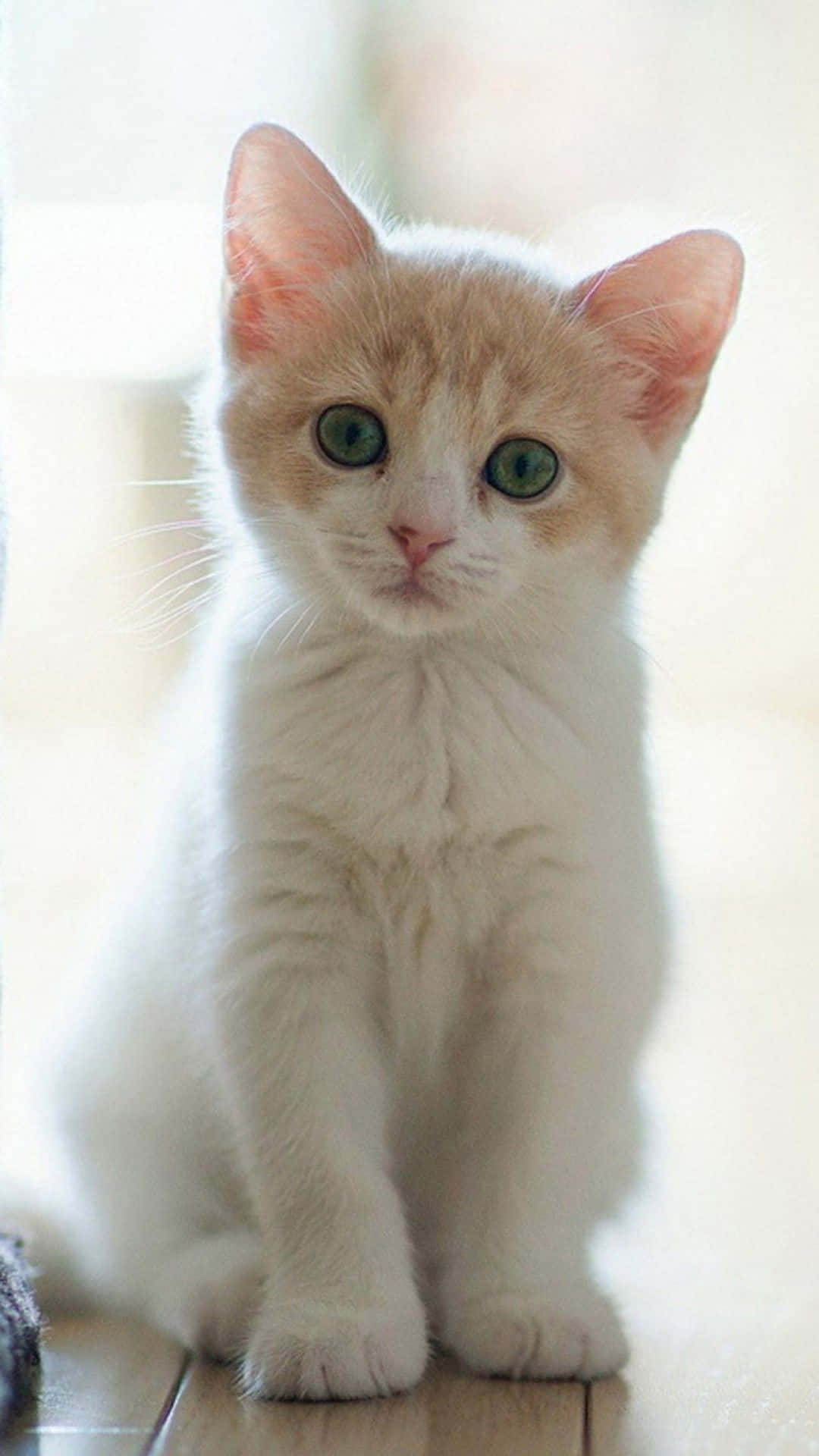 A White And Orange Kitten