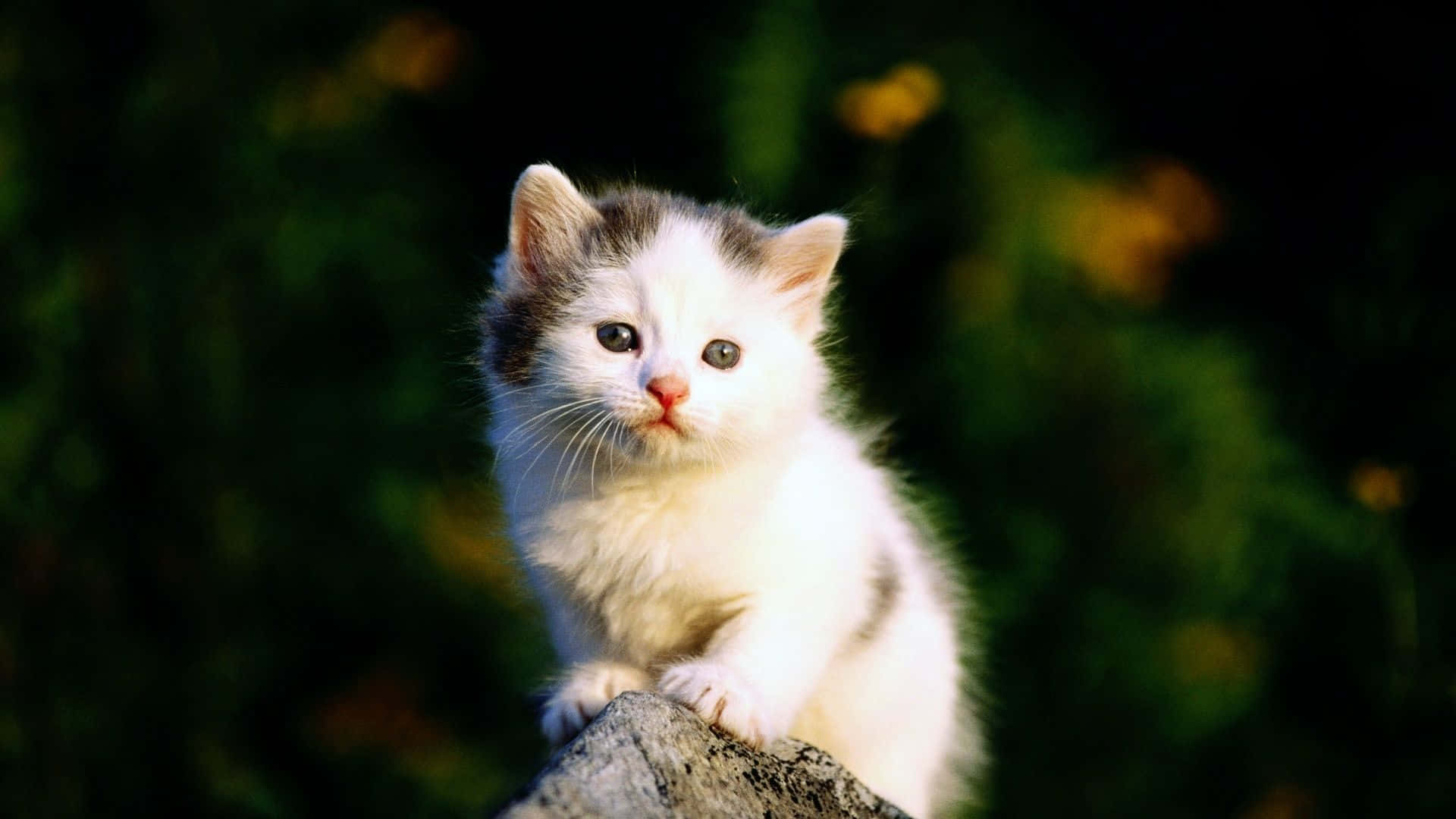 A White Kitten Is Sitting On Top Of A Rock