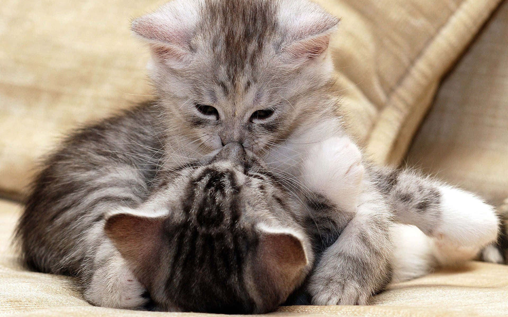 A Kitten Is Playing With Another Kitten