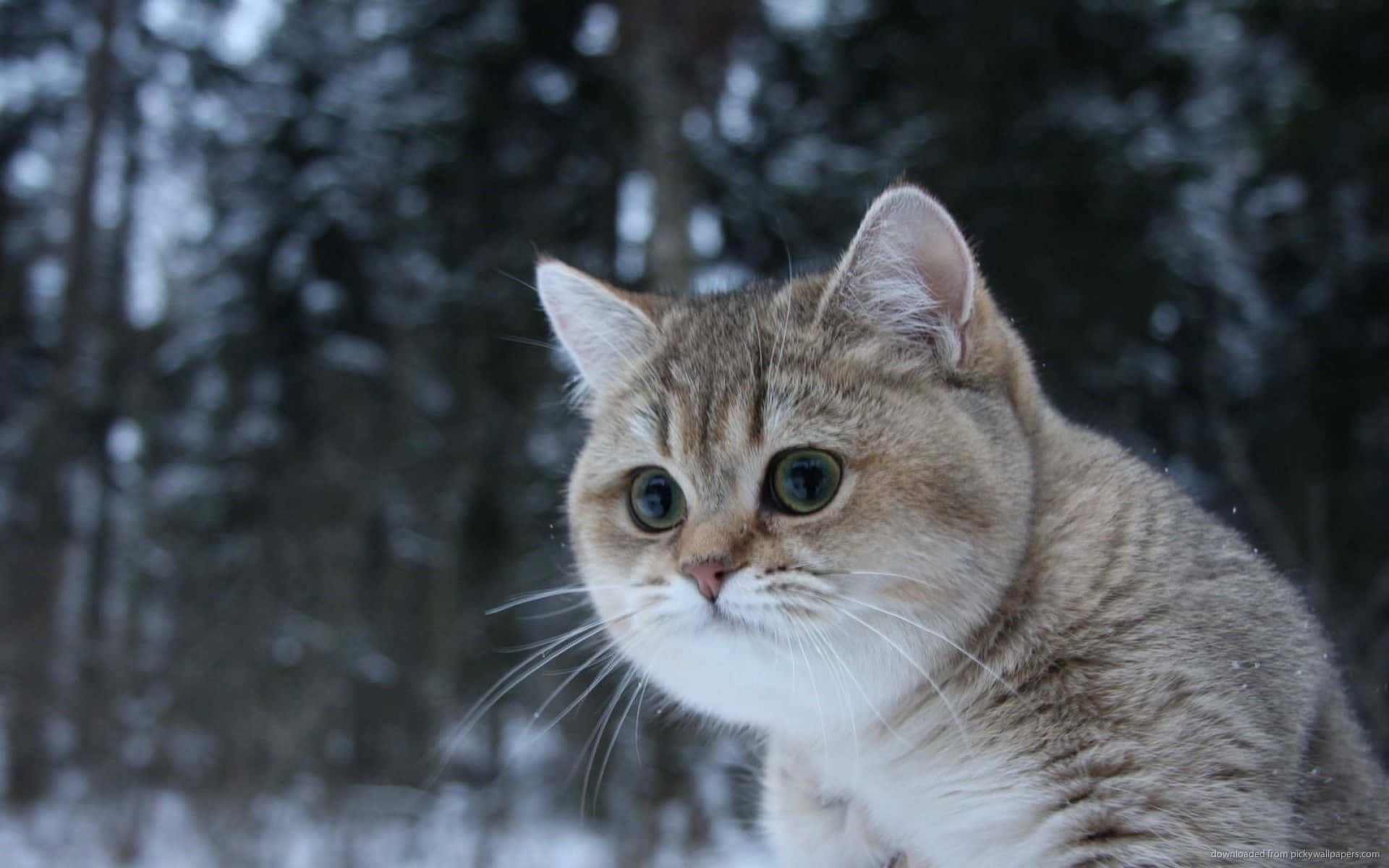 A Cat Is Standing In The Snow Looking At The Camera