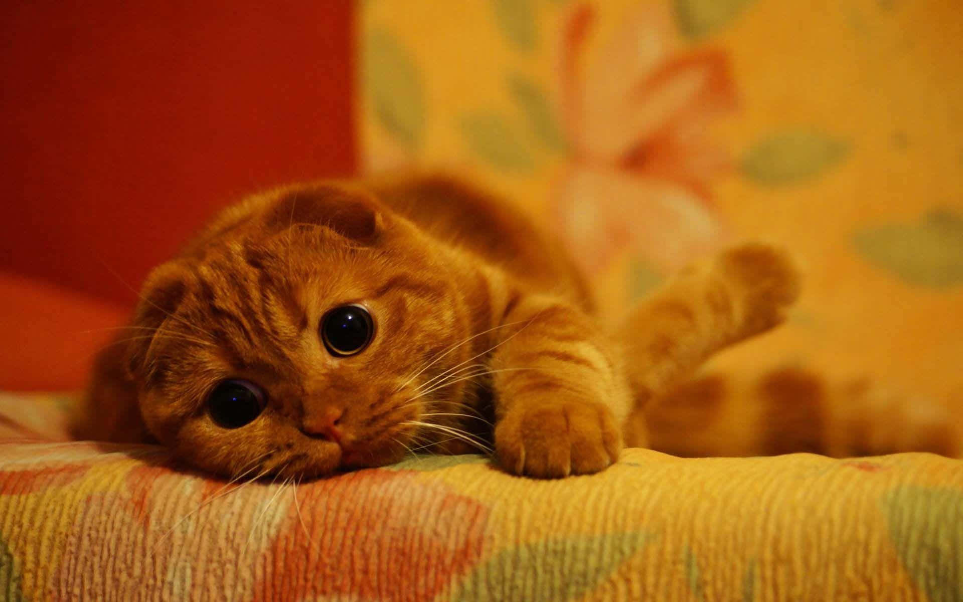 Sad Orange Sofa Cat Picture