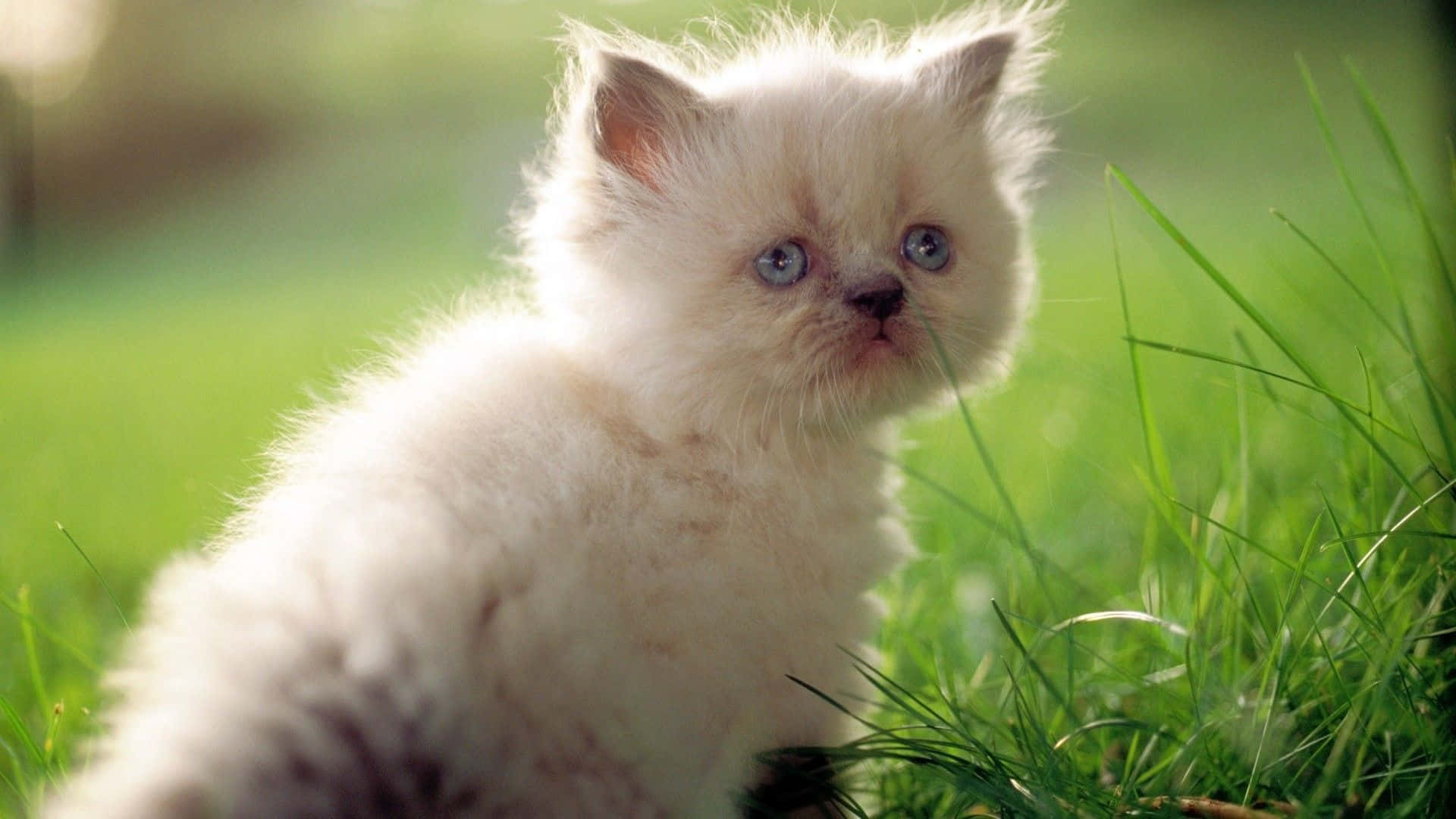 Sad Cat White Grass Picture