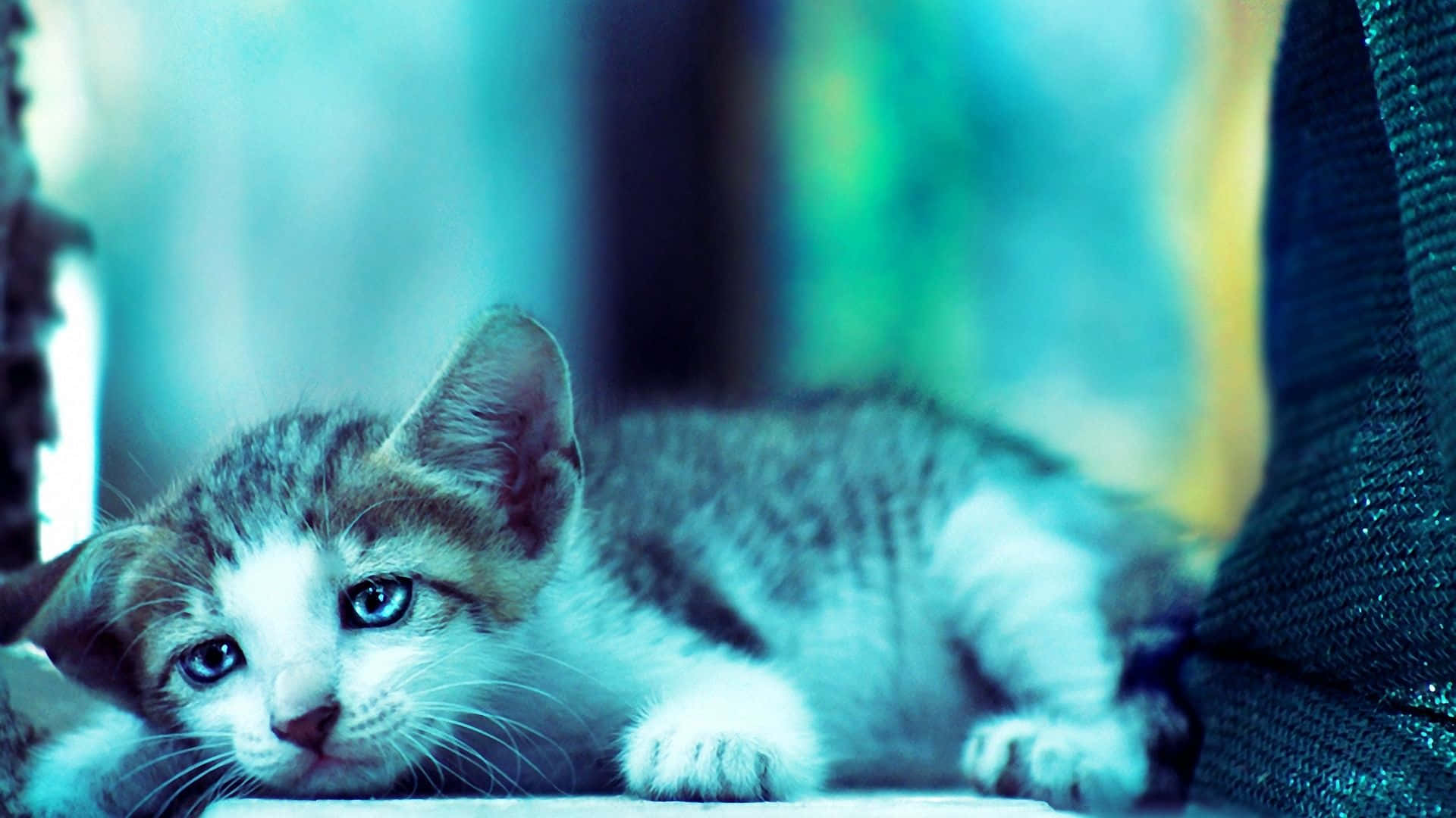 Tristeimmagine Di Un Gatto Con Filtro Blu