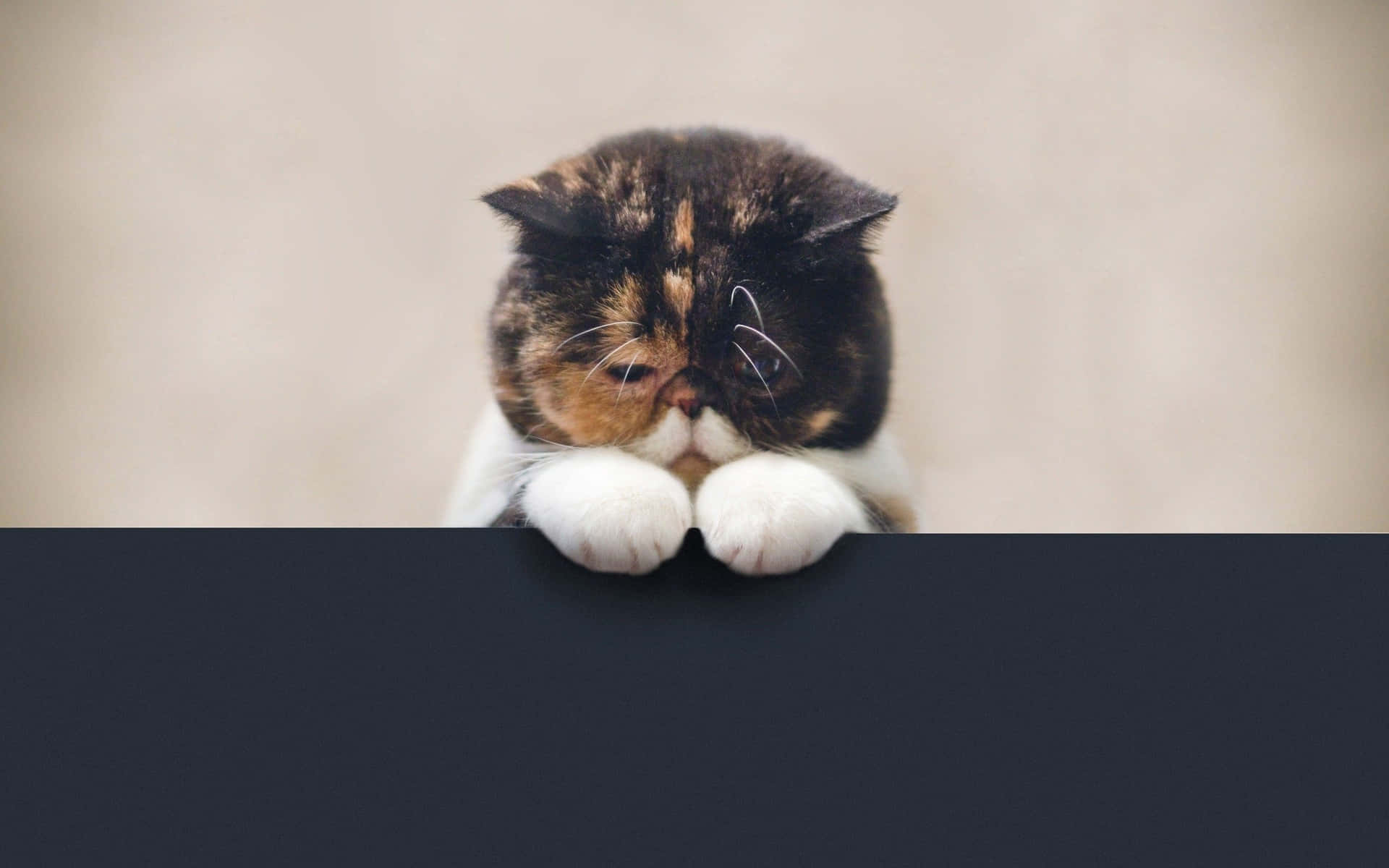 Sad Cat Little Paws Picture