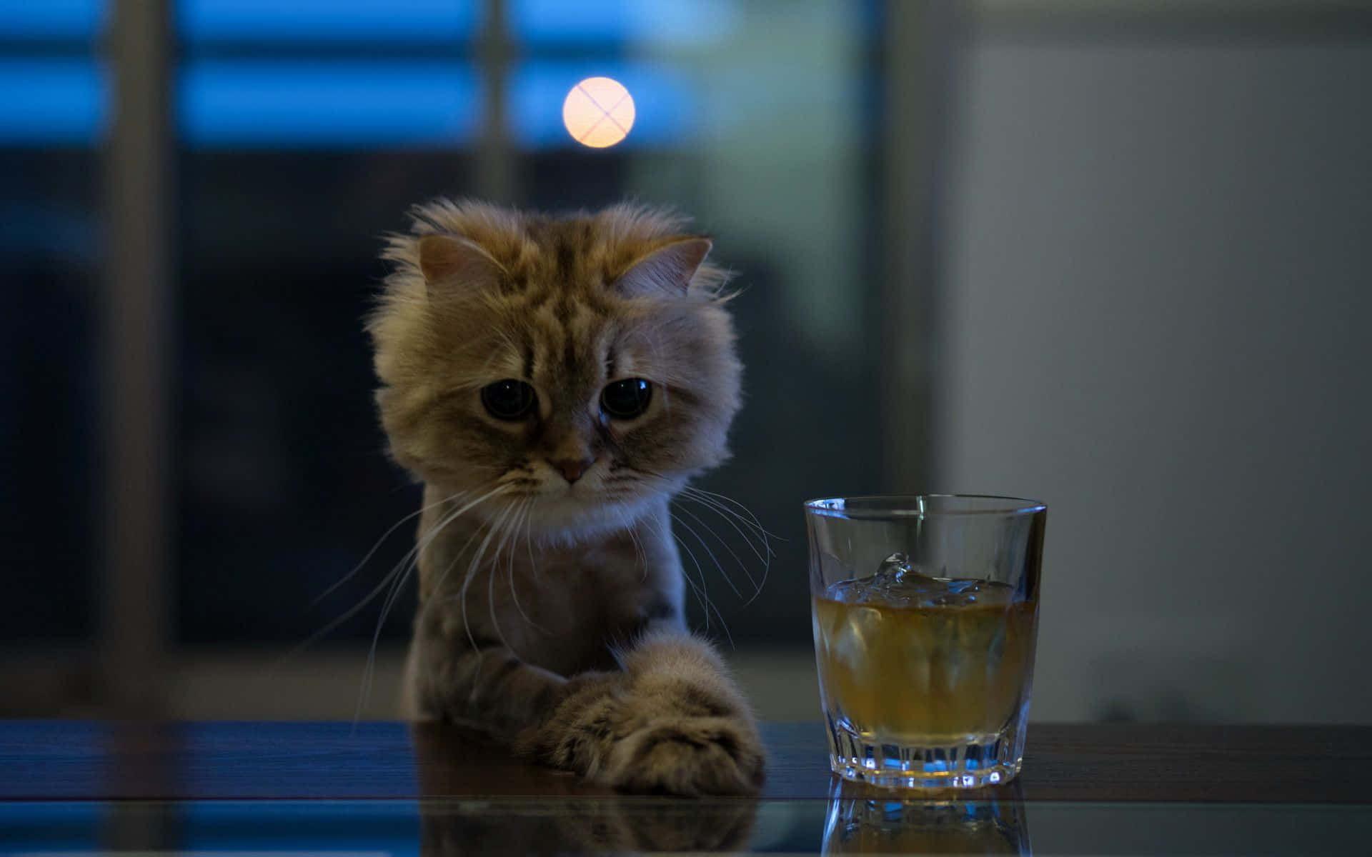 Imagende Un Gato Triste Bebiendo Por La Noche.