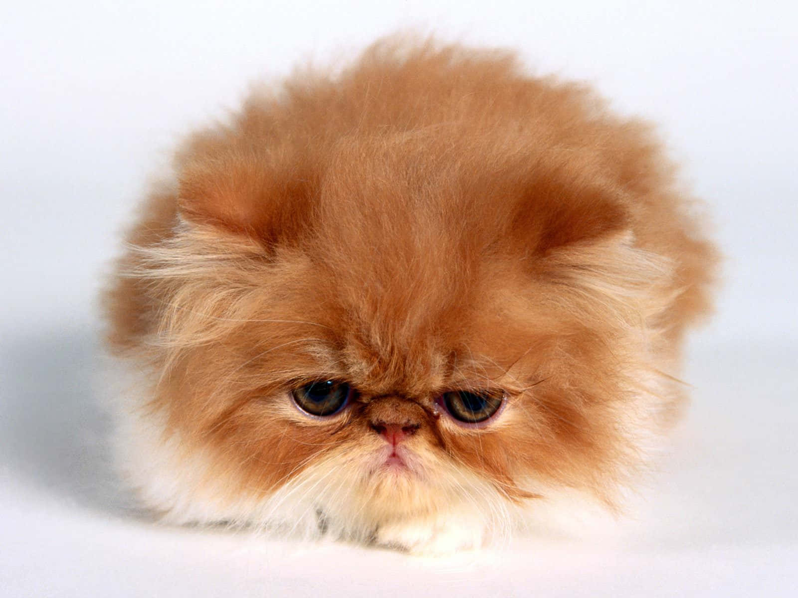 Sad Grumpy Kitten Cat Picture