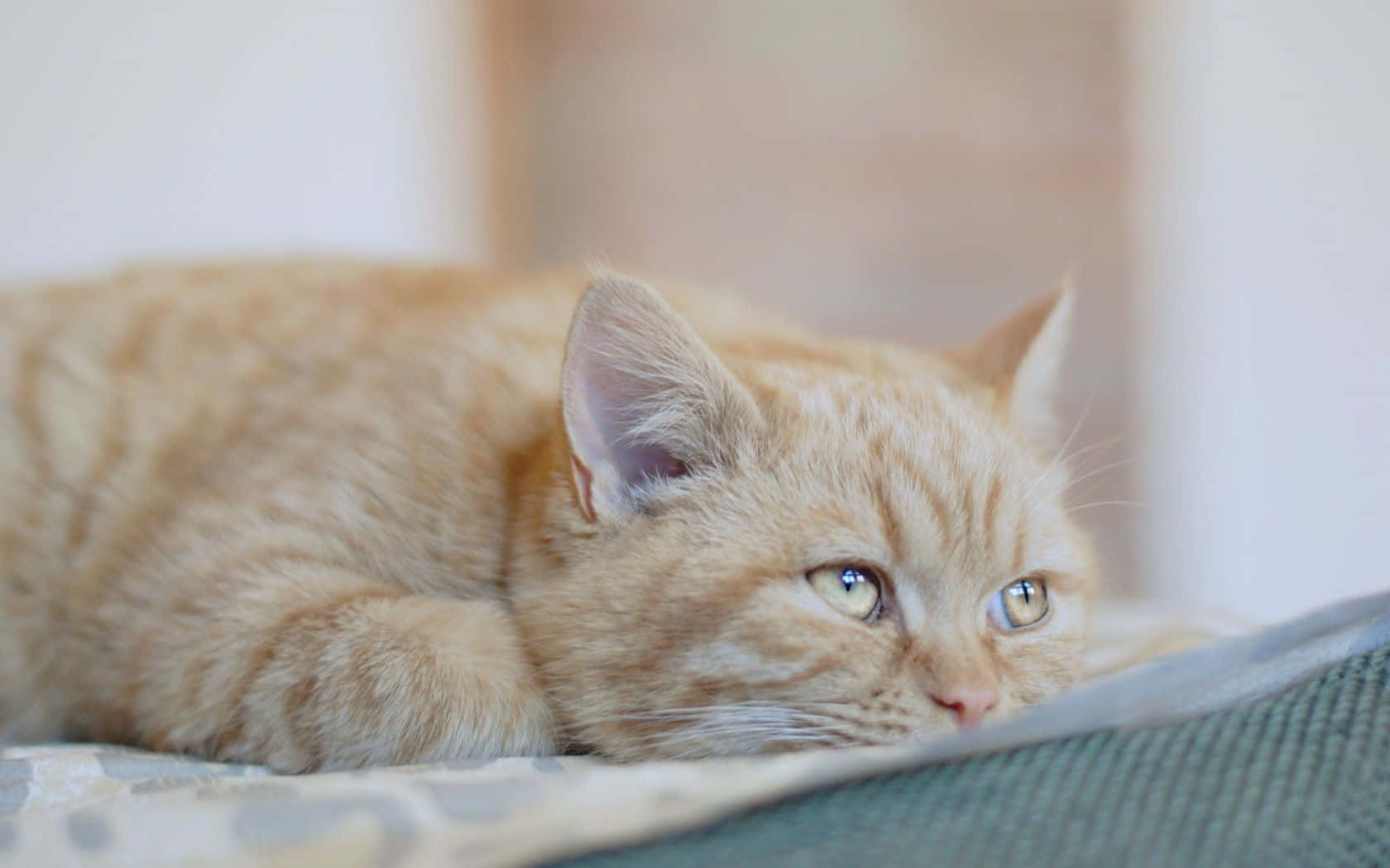 Sorgsenbild På En Stor Orange Katt.
