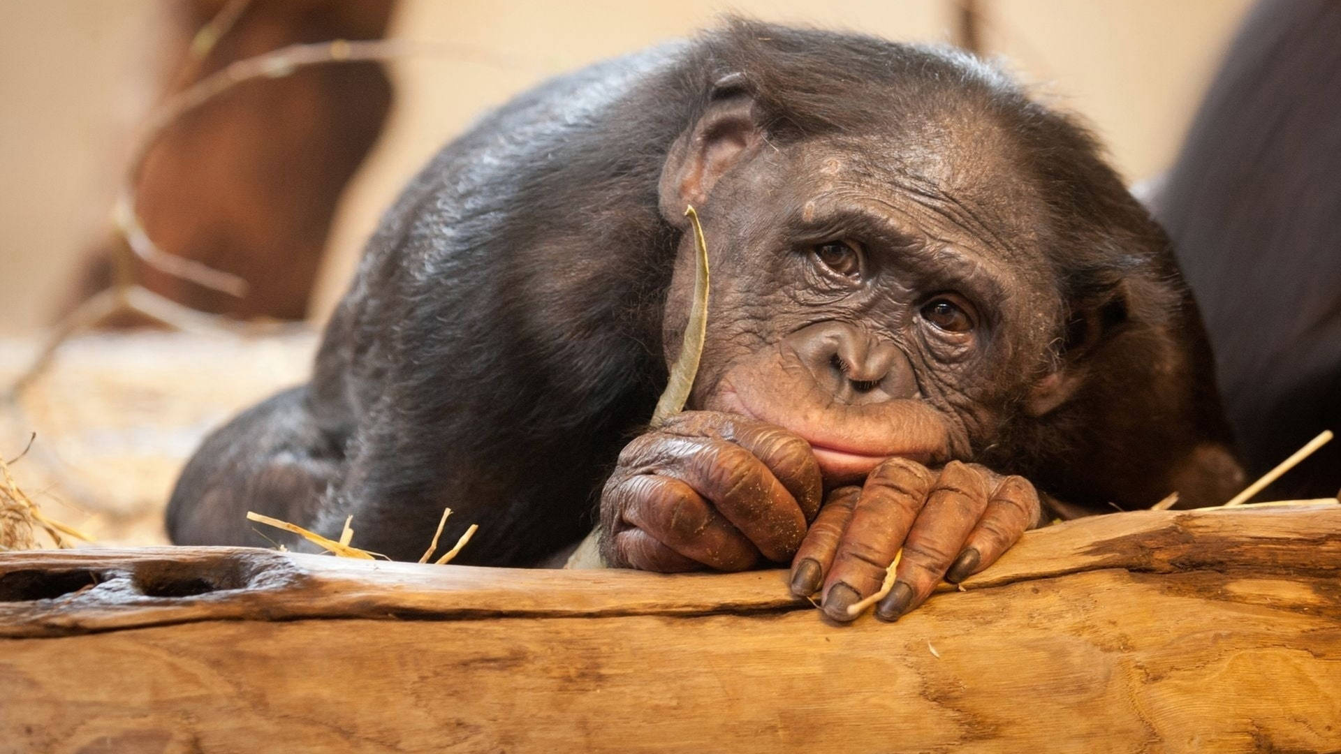 Sad Chimpanzee At Zoo Wallpaper