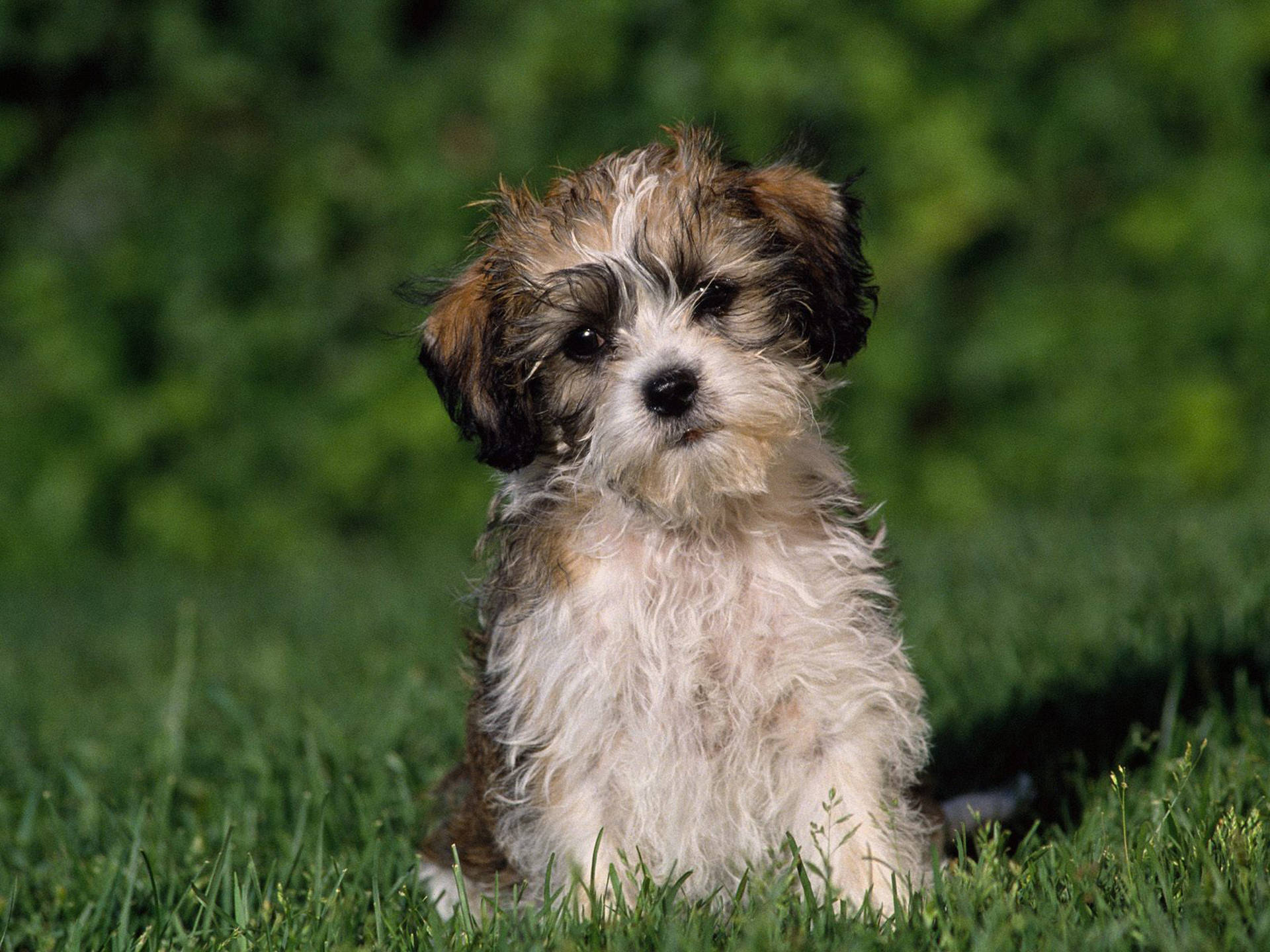 Sad Cute Puppy On Grass